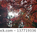 Autumn leaves 137719336