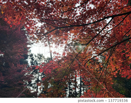 Autumn leaves Autumn leaves 137719336
