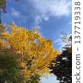 Ginkgo biloba 137719338