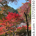 Autumn leaves 137719340
