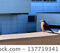 Wild bird 137719341