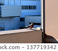Wild bird 137719342