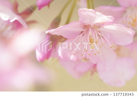 春意盎然，櫻花盛開。 137719343