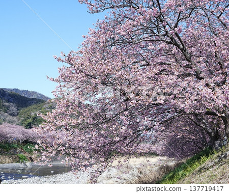 The scenery of early-blooming Kawazu cherry blossoms in the south 137719417
