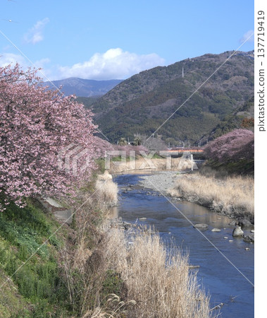 The scenery of early-blooming Kawazu cherry blossoms in the south The scenery of early-blooming Kawazu cherry blossoms in the south 137719419