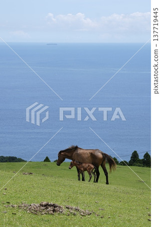 宮崎縣東井岬。一匹母馬和小馬駒，背景是大海。 137719445