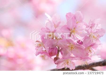 近距離拍攝的美麗櫻花景色：河津櫻花。 137719473