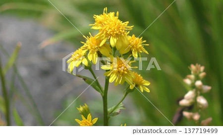 Flowers of Aquinone Flowers of Aquinone 137719499