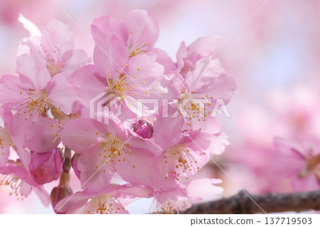 A close-up of a beautiful cherry blossom scene: Kawazu cherry blossoms. 137719503