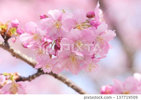 近距離拍攝的美麗櫻花景色：河津櫻花。 137719509
