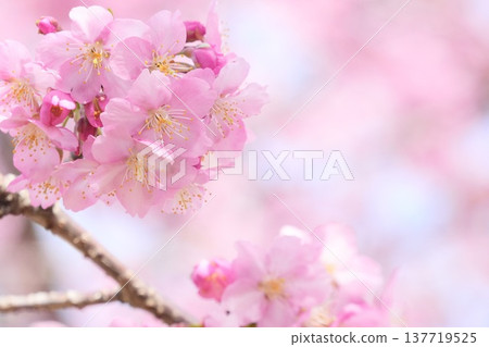 Kawazu cherry blossoms to announce the arrival of spring Kawazu cherry blossoms to announce the arrival of spring 137719525