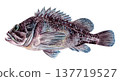 Hand-painted watercolor of a rockfish 137719527