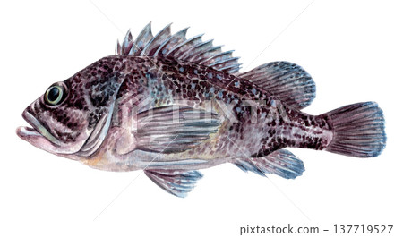 Hand-painted watercolor of a rockfish Hand-painted watercolor of a rockfish 137719527