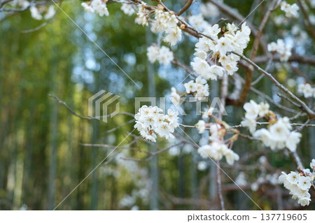 三月,櫻花盛開,背景是竹林。 三月,櫻花盛開,背景是竹林。 137719605