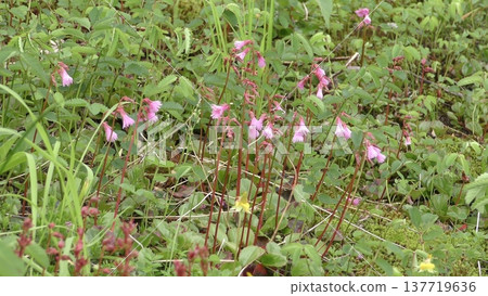 Iwagami's flower Iwagami's flower 137719636