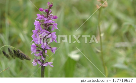 Plover flower Plover flower 137719637