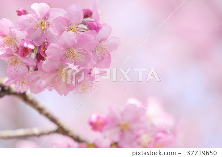 Kawazu cherry blossoms to announce the arrival of spring Kawazu cherry blossoms to announce the arrival of spring 137719650