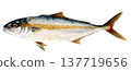 Hand-painted watercolor of yellowtail 137719656