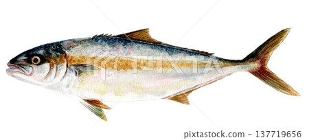 Hand-painted watercolor of yellowtail Hand-painted watercolor of yellowtail 137719656