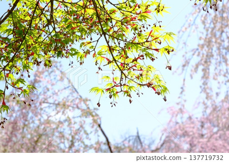 一幅令人心曠神怡的綠色楓葉圖片。 137719732