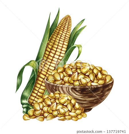 Corn kernels in a wooden bowl and a corn cob. Hand-drawn watercolor illustration. Perfect for labels and packaging, as well as menus, banners, posters, and more. Corn kernels in a wooden bowl and a corn cob. Hand-drawn watercolor illustration. Perfect for labels and packaging, as well as menus, banners, posters, and more. 137719741