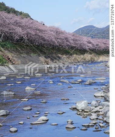 The scenery of early-blooming Kawazu cherry blossoms in the south The scenery of early-blooming Kawazu cherry blossoms in the south 137719744