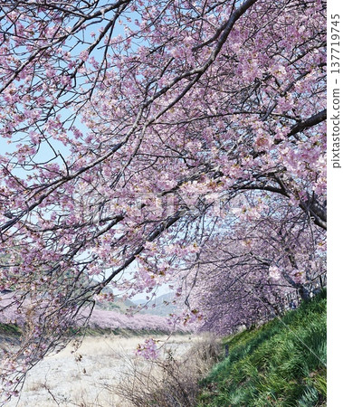 The scenery of early-blooming Kawazu cherry blossoms in the south The scenery of early-blooming Kawazu cherry blossoms in the south 137719745