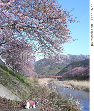 A scene of early-blooming Kawazu cherry blossoms in the south and a small dog. 137719746
