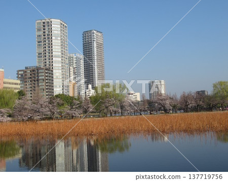 Cherry blossoms at Shinobazu Pond in Ueno (2023) 137719756