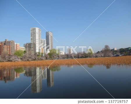 Cherry blossoms at Shinobazu Pond in Ueno (2023) 137719757