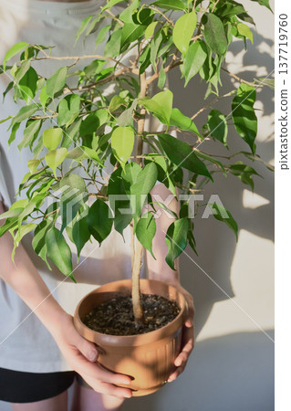 Hands holding small ficus benjamina plant in brown pot Hands holding small ficus benjamina plant in brown pot 137719760