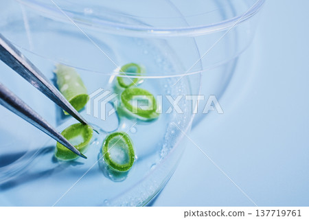 Tweezers placing sliced aloe vera pieces in petri dish with liquid on light blue background Tweezers placing sliced aloe vera pieces in petri dish with liquid on light blue background 137719761