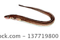 Hand-painted watercolor of a conger eel 137719800