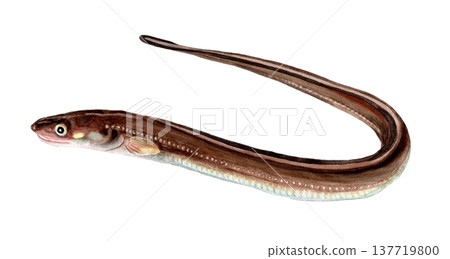 Hand-painted watercolor of a conger eel 137719800