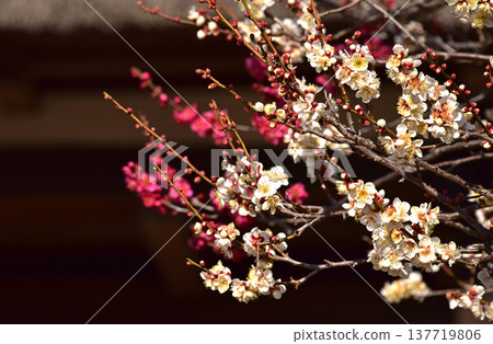 春天的花李子 137719806