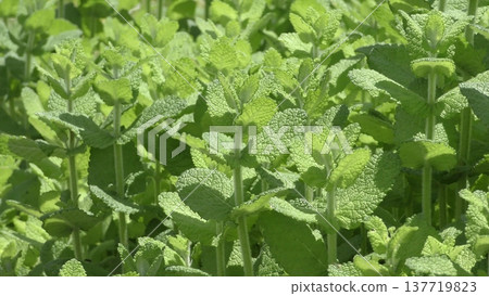 Apple mint 137719823