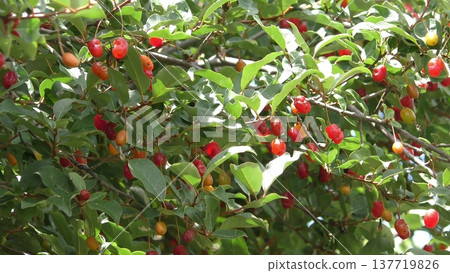 Fruit of a nursery 137719826
