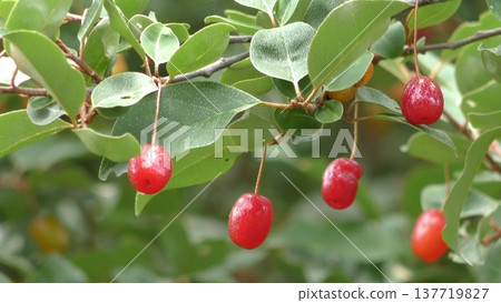 Fruit of a nursery Fruit of a nursery 137719827