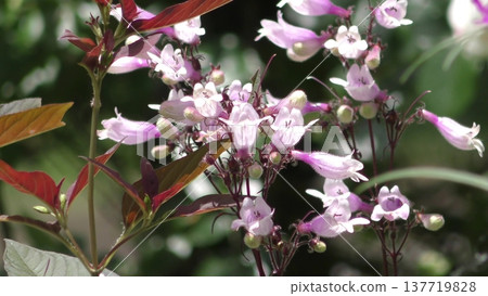 Penstemon husker red flower 137719828