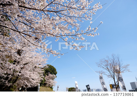愛知縣小牧市－小牧山城遺址櫻花，第27部分，2025年4月 137719861