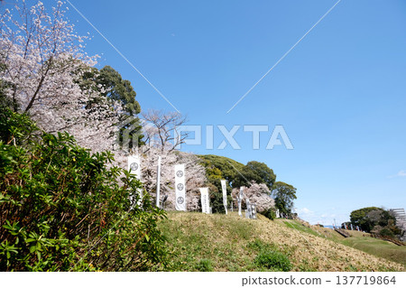 愛知縣小牧市 - 小牧山城遺址的櫻花 - 2025年4月 137719864