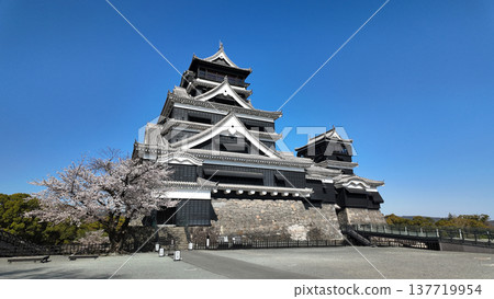 櫻花和熊本城 櫻花和熊本城 137719954