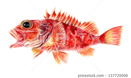 Hand-painted watercolor of a scorpionfish Hand-painted watercolor of a scorpionfish 137720006