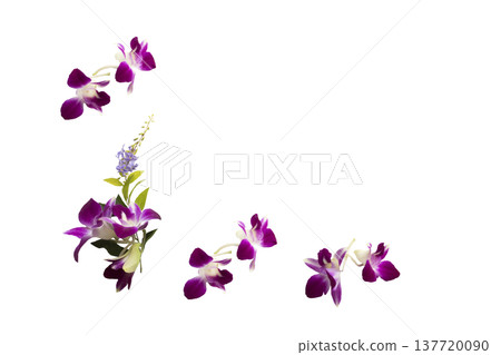 purple flowers orchids arrangement flat lay postcard style purple flowers orchids arrangement flat lay postcard style 137720090