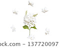 white flowers jasmine local flora of asia arrangement flat lay postcard style  137720097