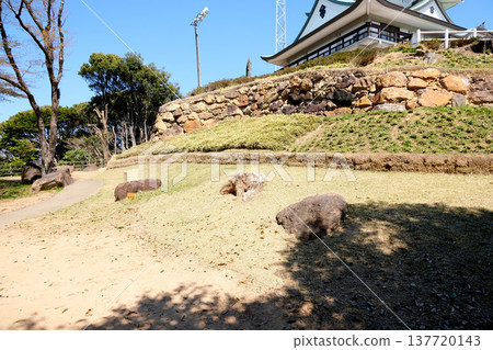 愛知縣小牧市小牧山城遺址，2025年4月 137720143