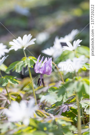 Dogtooth violets blooming at Katakuri Village, Manyo Natural Park, Sano City, Tochigi Prefecture 137720222