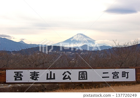 神奈川縣東山公園的油菜花和富士山 137720249