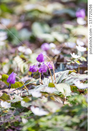Dogtooth violets blooming at Katakuri Village, Manyo Natural Park, Sano City, Tochigi Prefecture 137720266