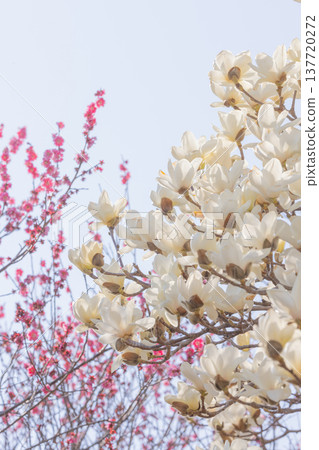 White Kobushi flower 137720272